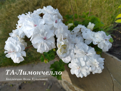 Пеларгония Лимончелло фото