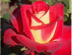 Френдшип (Friendship), Ч/Г, Meilland