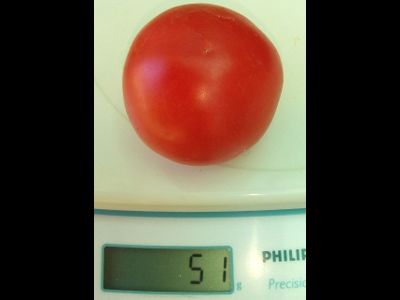 Томат Splash of kream (Irish cream) Ирландия