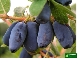 Жимолость "Смуглянка"