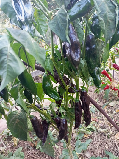 Перец острый  Machu Picchu
