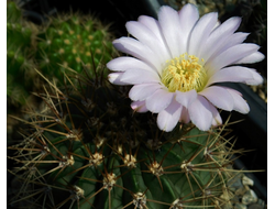 Acanthocalycium violaceum P 110a - 5 семян