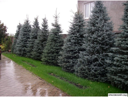 Голубая Ель - Blue spruce