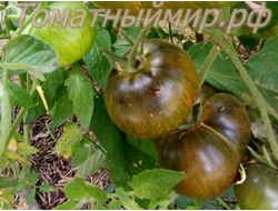 Томат Бифштекс Марши (Marsha's Starfighter Beefsteak)