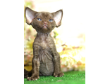 Девочка Devon Rex — шоколадная красавица с огромными ушками “бабочками”.