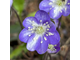 Hepatica nobilis Signe