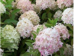 Гортензия метельчатая Phantom, C5