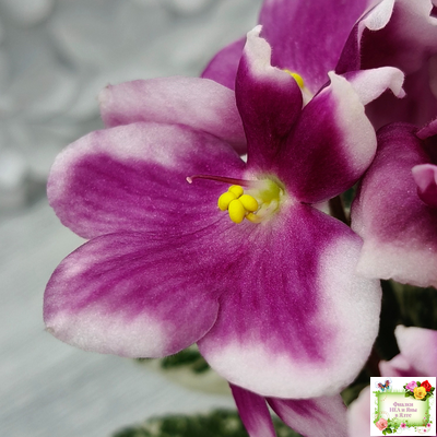 KZ-Источник Вдохновения (И. Заикина) 2023 г.