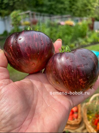 Томат Leprechaun Gosha (Лепрекон Гоша), 10 шт