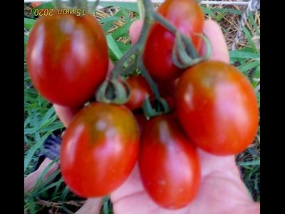 Томат Де Барао черный