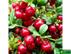 Брусника садовая "Коралл"