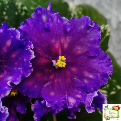 Nik-Сокровище Каравана (Н. Булко) 2022 г.