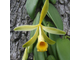 Ваниль плосколистная (Vanilla planifolia) 2 г, СО2 экстракт