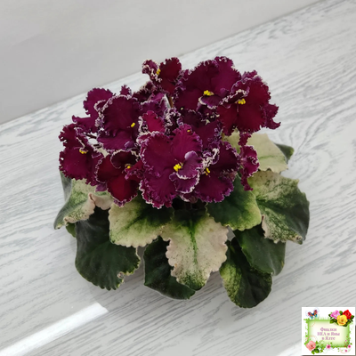 ЛЕ-Шелковые Кружева (Е. Лебецкая) 2017 г. (лист посажен 28.01.26)