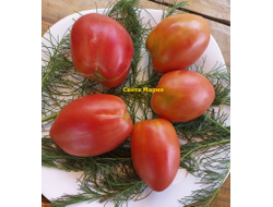 Томат Санта Мария (Santa Maria)