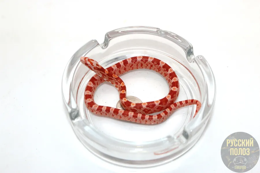 Полоз Маисовый, Pantherophis guttatus