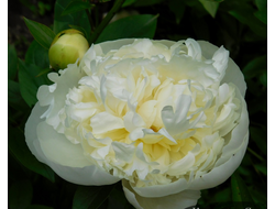 Пион Duchesse de Nemours (Дюшес де Немур)