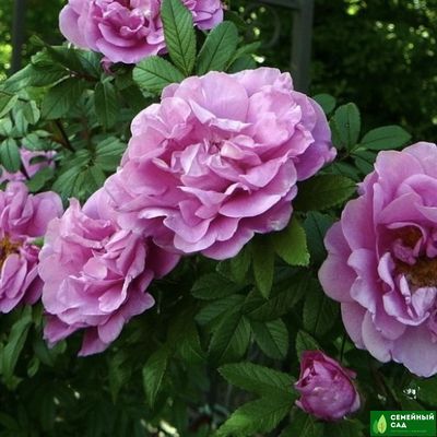 Роза "Wasagaming" (Васагейминг)