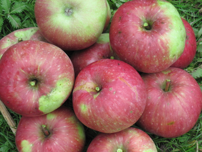 Дочь Макинтоша (яблоня)