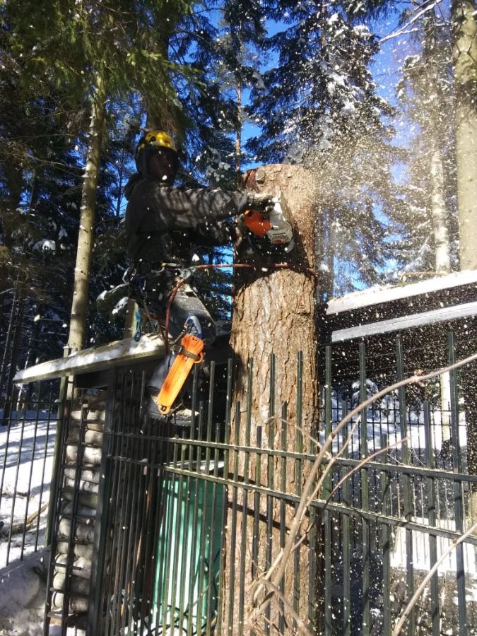 Вырубка по частям деревьев в п. Ватермяги ЛО
