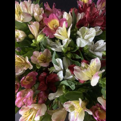 Альстромерия 35 шт