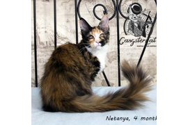 Волгоградский питомник Мейн кунов GangsterCat. Сайт: www.gangstercat.ru Тел: +7 (917) 335-09-66 (WhatsApp, Viber, Telegram), Татьяна.