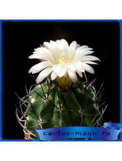 Neochilenia paucicostata v. viridis PV 2016