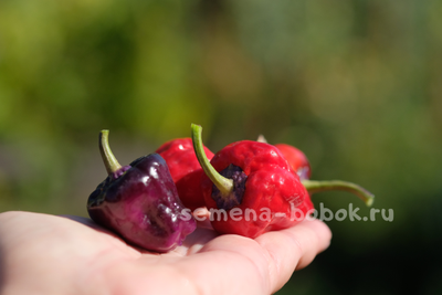 Перец острый Purple UFO, 10 шт