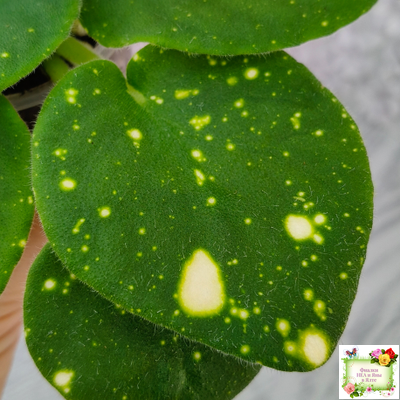 ШН-Космическая Фея (Н. Шушакова) 2019 г.