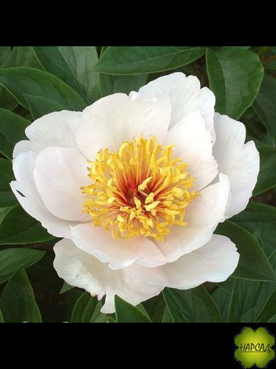 ПИОН &quot;РЕКВИЕМ&quot; (зимовавший саженец)