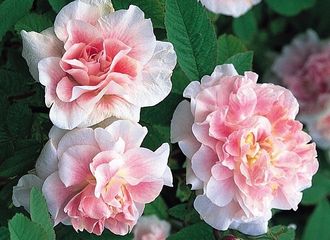 Канадская парковая роза Мартин Фробишен