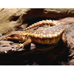 Cordylus beraduccii