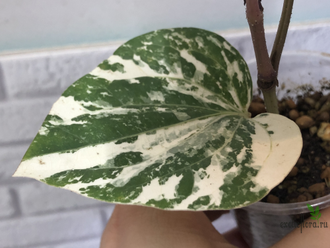 Перчик вариегатный кустовой / Piper sp. white green