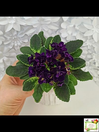 ЛЕ-Мия (Е.Лебецкая) 2018 г.