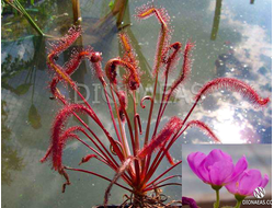 Drosera "Capensis Red Leaf"