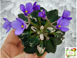 Н-Синий Лён (Н. Бердникова) 2015 г. трейлер