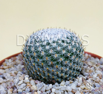 Mammillaria Microthele Superfina - Маммиллярия микротеле Суперфина, кактус с совиным глазом