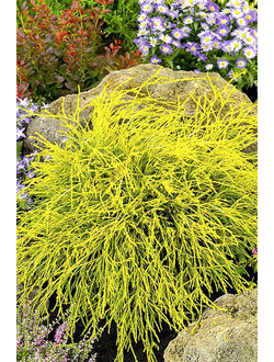 Кипарисовик горохоплодный  Golden Mop