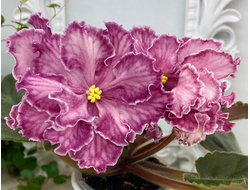 147) АВ- Сети Любви 20г (дет)