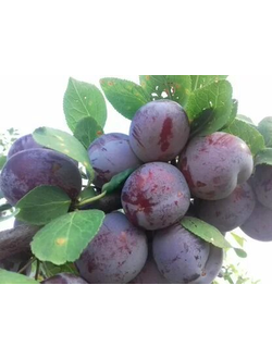 Слива  Кабардинка (ранн.)