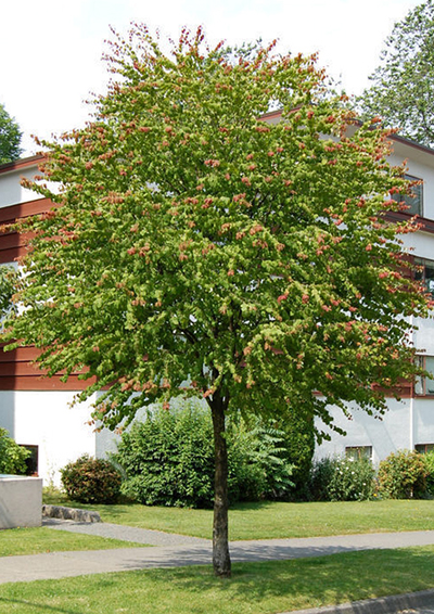 Багрянник японский, C5, 80-100 см