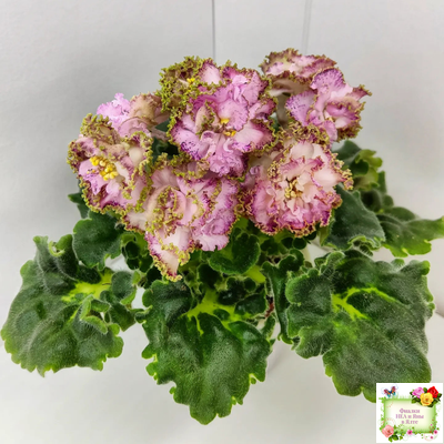 ЛЕ-Медуница (Е. Лебецкая) 2020 г. (сортовая омоложенная розетка)