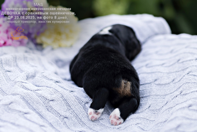 Щенок mas - девочка с ОРАНЖЕВЫМ ошейничком Д-2025, окрас черный триколор, на фото 8 дней