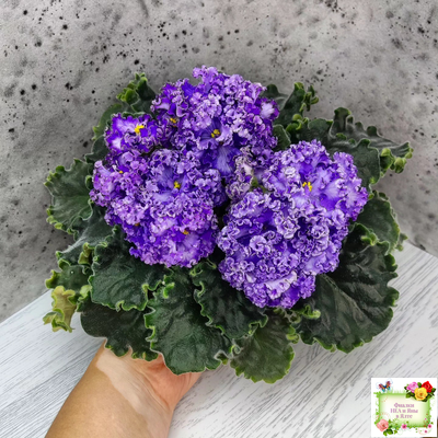 АВ-Озерная Фея (Фиалковод) 2017 г.