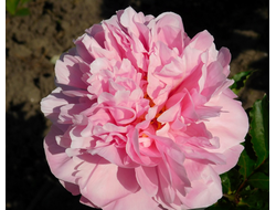 Пион Manitowoc Maiden (Манитовок Мейден)