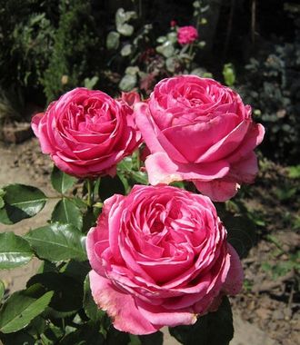 Огюст Ренуар (Auguste Renoir), Meilland