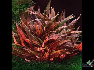 Криптокорина Вендта красная (горшок)