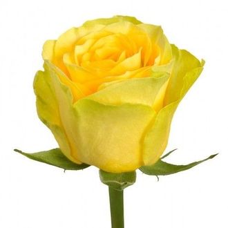 Розы Илиос (Ilios) Желто лимонные (до 60 см) Россия
