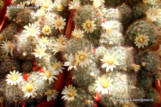 Mammillaria multiceps - 5 семян