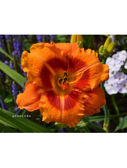 Лилейник Болд Тайгер